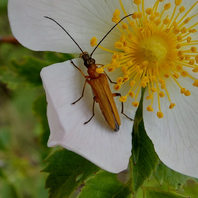 Oedemera podagrariae - székfű-álcincér