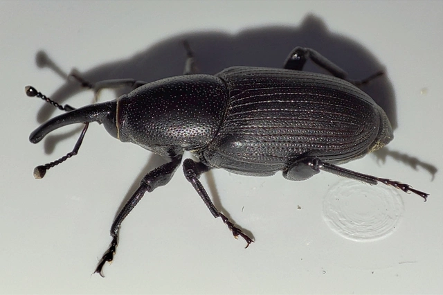 Sphenophorus abbreviatus - óriászsuzsok