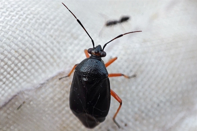 Capsus ater - fekete mezeipoloska