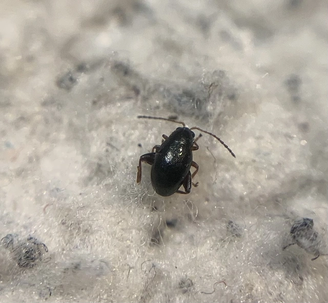 Longitarsus tristis