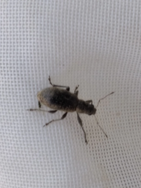 Polydrusus inustus - keleti lombormányos