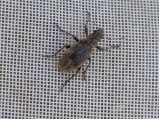 Polydrusus inustus - keleti lombormányos