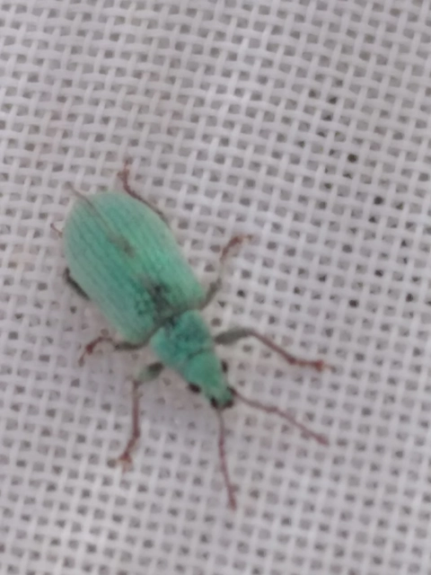 Phyllobius virideaeris - halványzöld levélormányos
