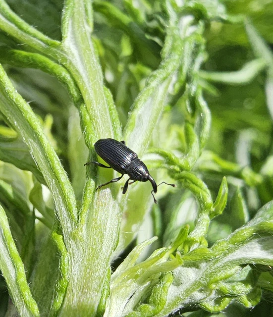 Baris artemisiae - feketeüröm báris