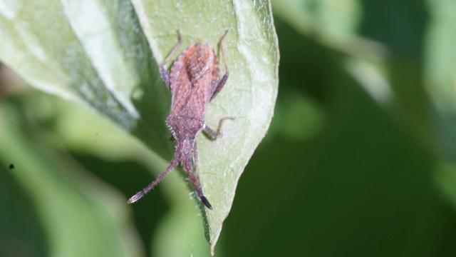 Coriomeris