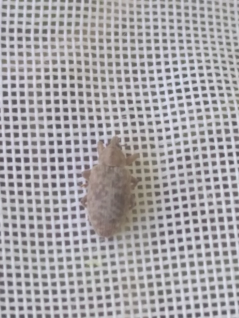 Dorytomus puberulus - feketenyár-hangormányos