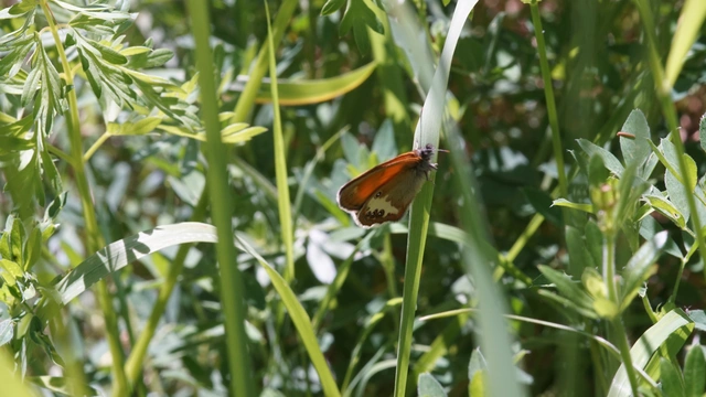 Coenonympha arcania - fehéröves szénalepke