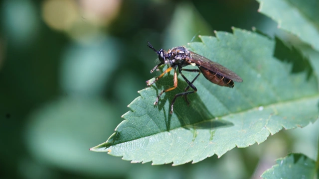 Dioctria