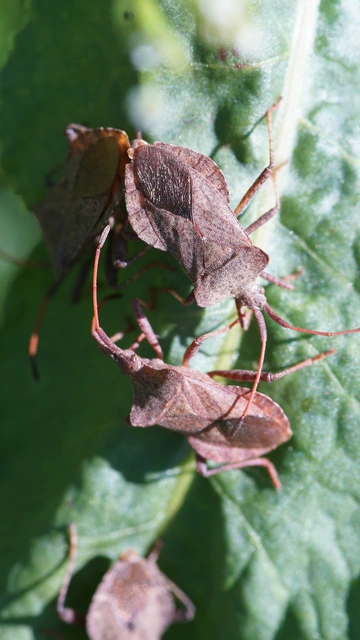 Coreus marginatus - közönséges karimáspoloska