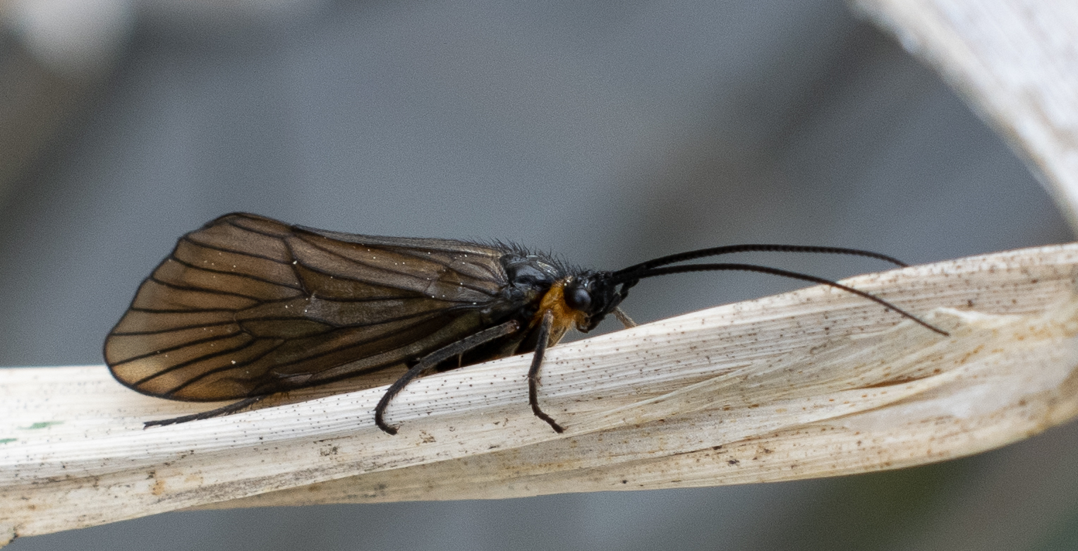 Oligotricha striata - lomha lápipozdorján