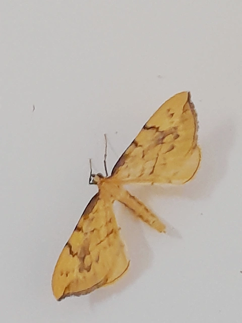 Eulithis pyraliata - sárga galajaraszoló