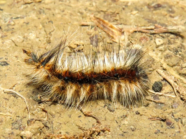 Eriogaster catax - sárga gyapjasszövő