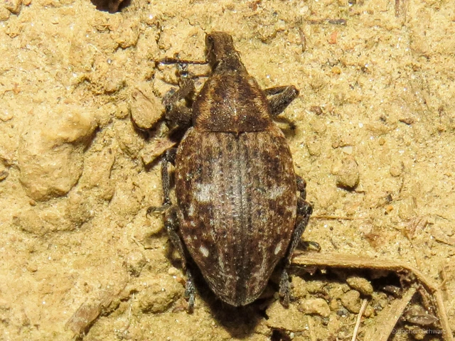 Lepyrus capucinus - pettyes fűzormányos