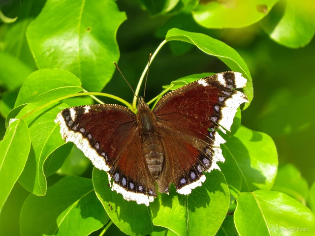 Nymphalis antiopa - gyászlepke