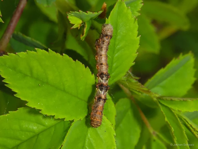 Apocheima pilosaria - zöldes tavasziaraszoló