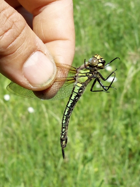 Brachytron pratense - szőrös karcsúacsa