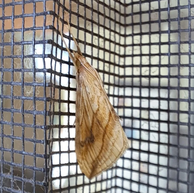 Evergestis forficalis - veteménymoly