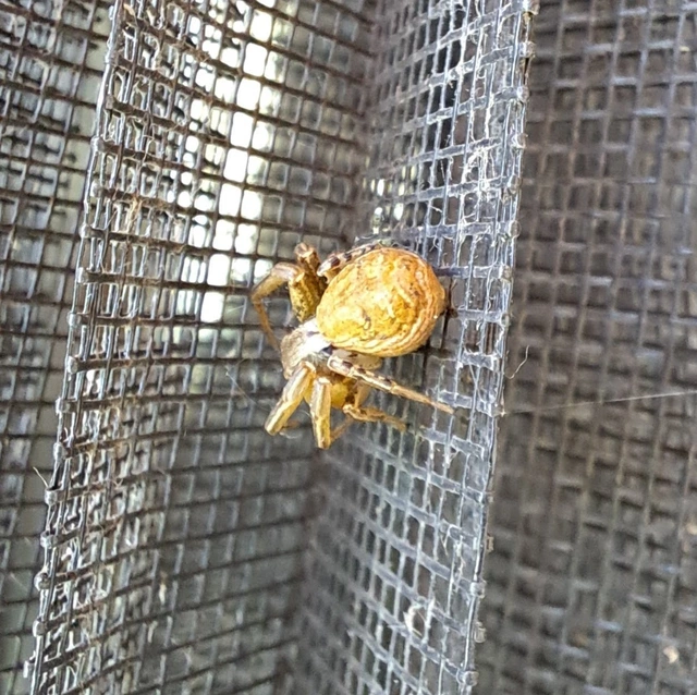 Xysticus