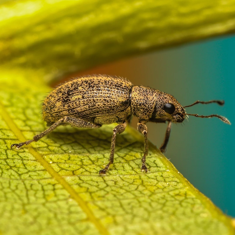 Polydrusus inustus - keleti lombormányos