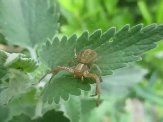 Xysticus