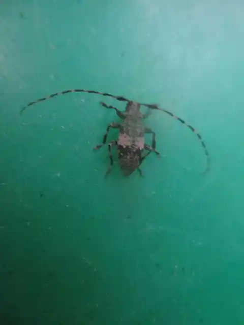 Leiopus nebulosus - öves gesztcincér