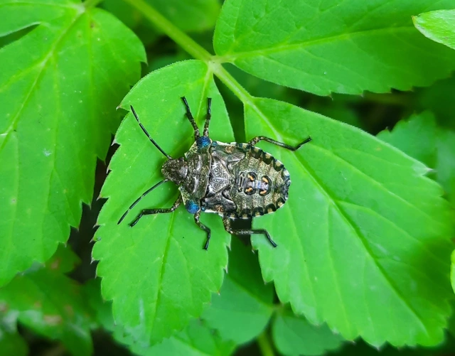 Pentatoma rufipes - vöröslábú címerespoloska Pentatoma rufipes - vöröslábú címerespoloska