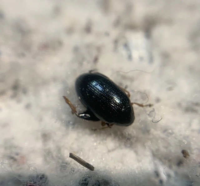 Psylliodes chrysocephala - repce-földibolha