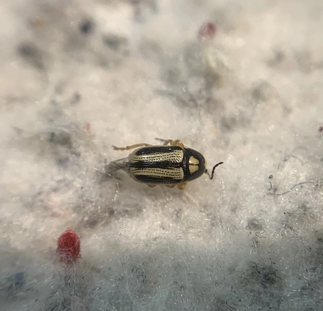 Cryptocephalus bilineatus - rovátkolt zömökbogár