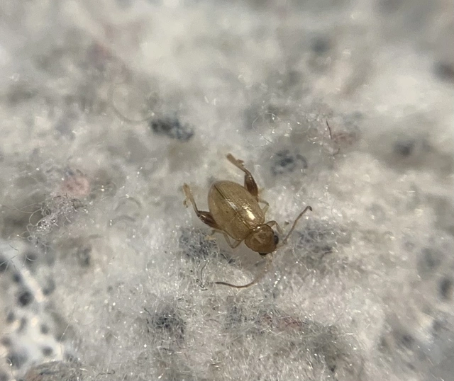 Longitarsus