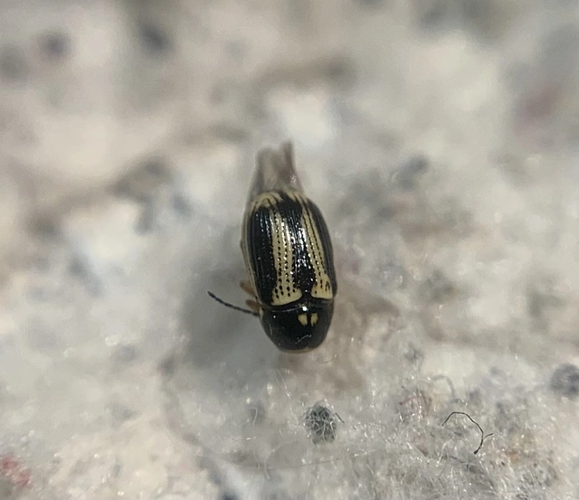 Cryptocephalus bilineatus - rovátkolt zömökbogár