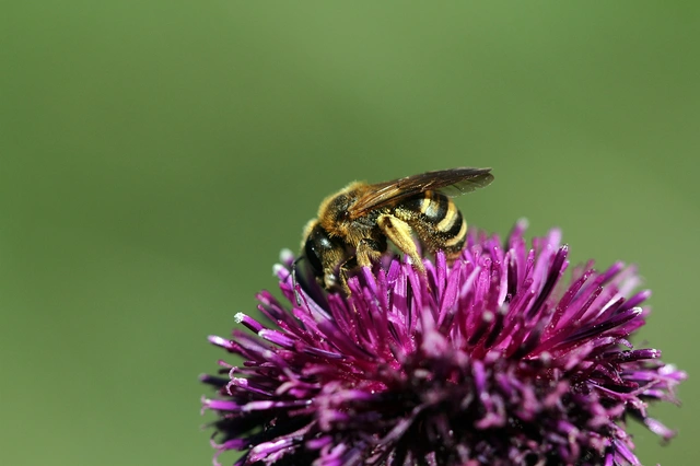 Hymenoptera - Hártyásszárnyúak