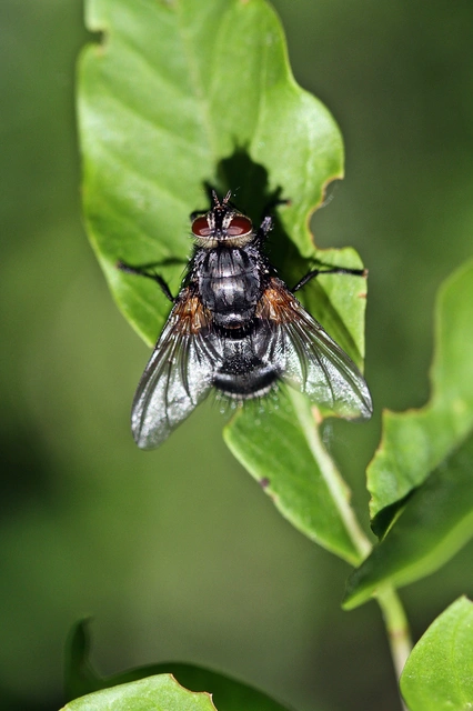Nemoraea pellucida