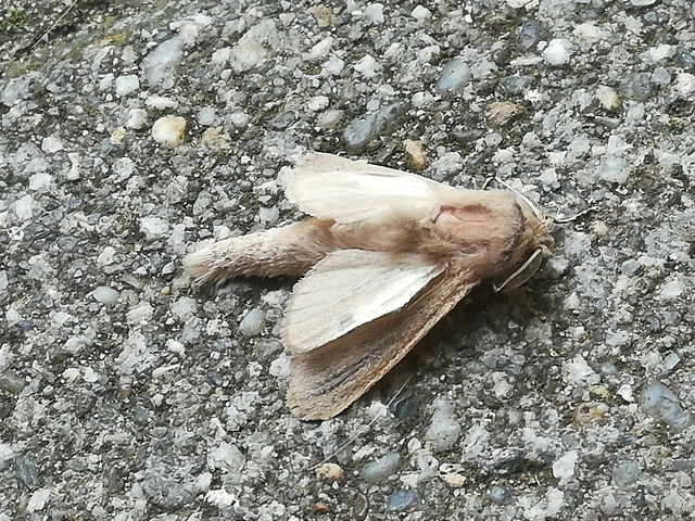 Phragmataecia castaneae - nádfúrólepke