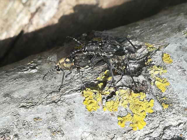Xylotrechus rusticus - egérszínű darázscincér