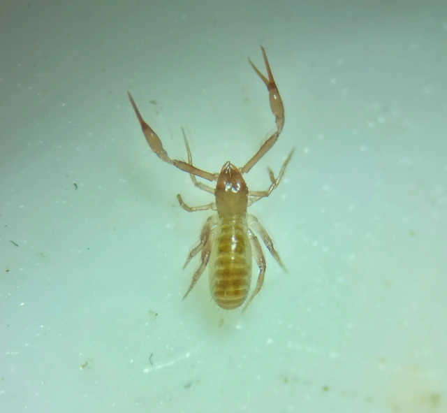Pseudoscorpionida - Álskorpiók