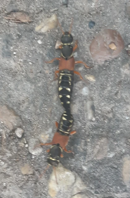 Staphylinus caesareus - aranysujtásos holyva