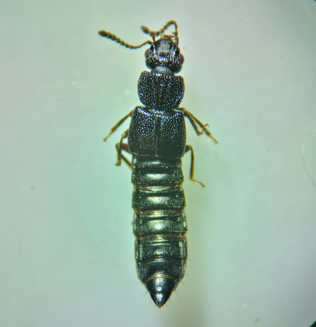 Anotylus rugosus - rovátkáshátú korhóholyva Anotylus rugosus - rovátkáshátú korhóholyva