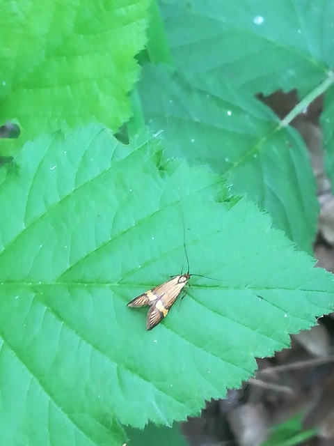 Nemophora degeerella - pompás tőrösmoly