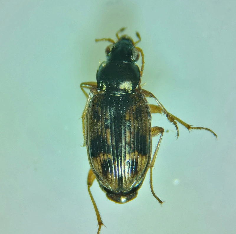 Bembidion semipunctatum - címeres gyorsfutó