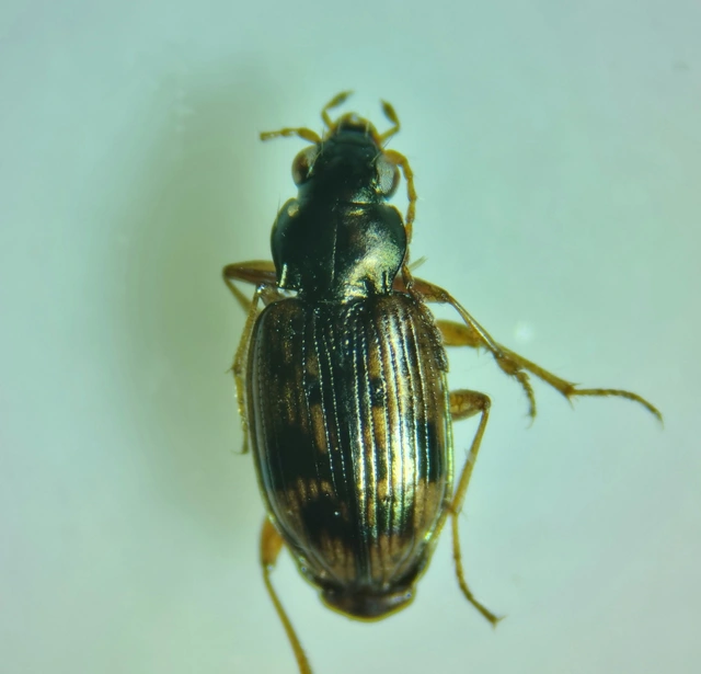 Bembidion semipunctatum - címeres gyorsfutó