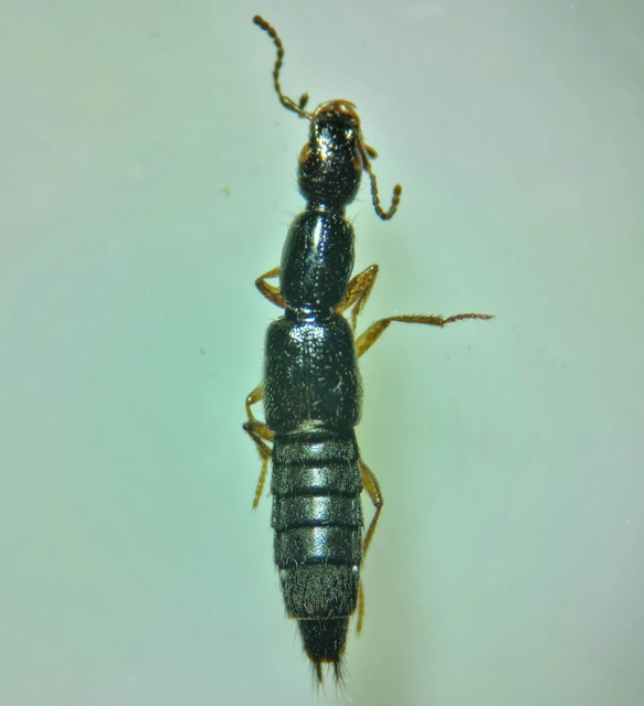 Ochthephilum fracticorne - közönséges posványholyva
