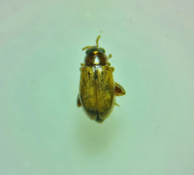 Longitarsus