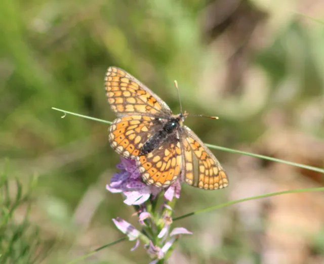 Euphydryas aurinia - lápi tarkalepke