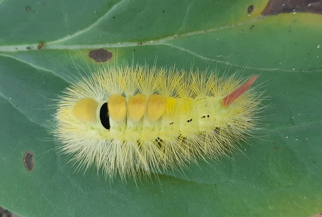 Calliteara pudibunda - hamvasszövő