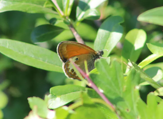 Coenonympha arcania - fehéröves szénalepke