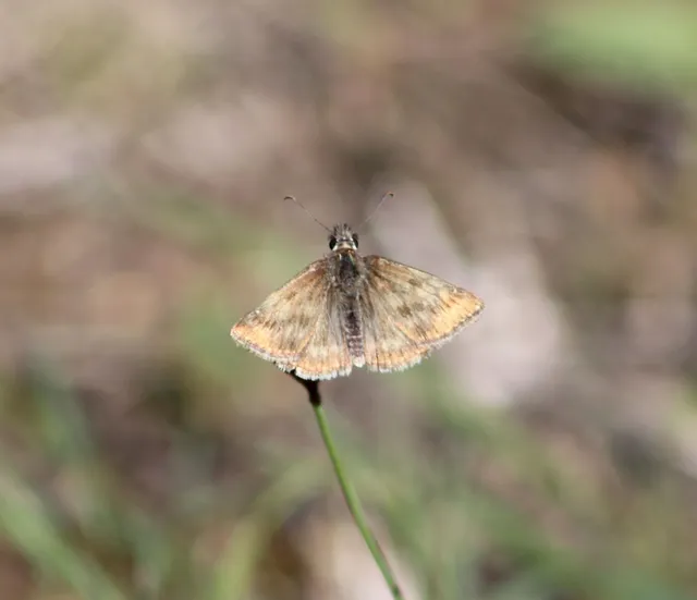 Erynnis tages - cigánylepke