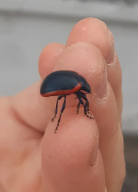 Chrysolina rossia - trapézhátú szegélyeslevelész