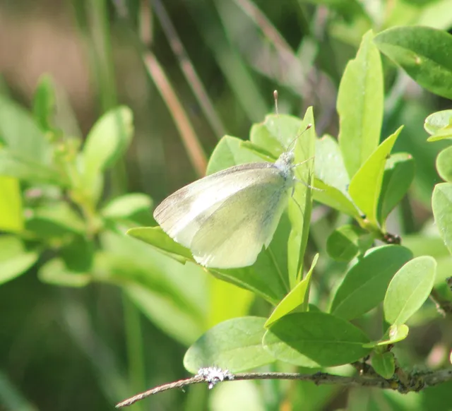 Pieris ergane - sziklai fehérlepke