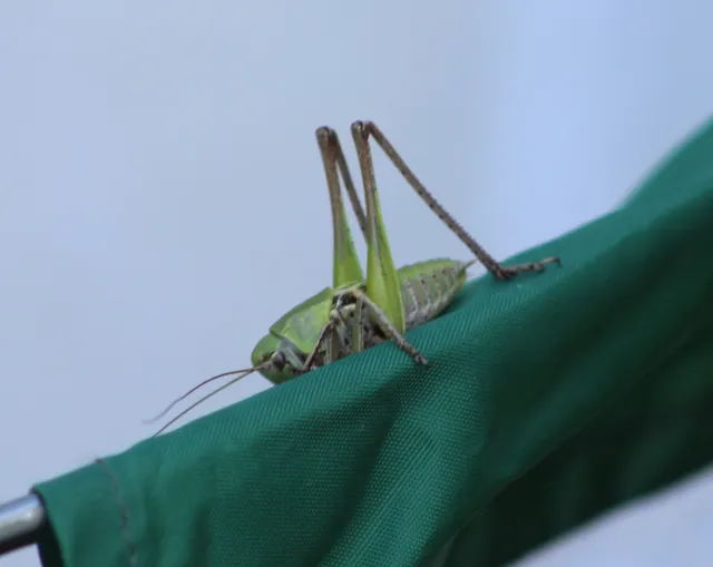 Decticus verrucivorus - szemölcsevő szöcske