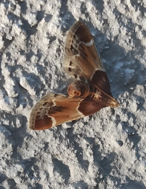 Pyralis farinalis - lisztilonca